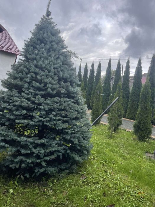 Голуба ялинка сибірська