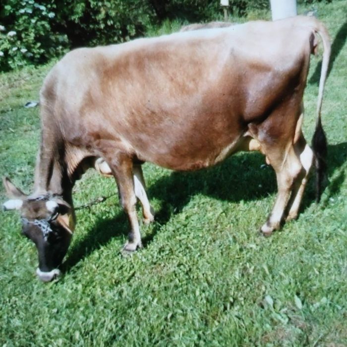 Do sprzedania krowa