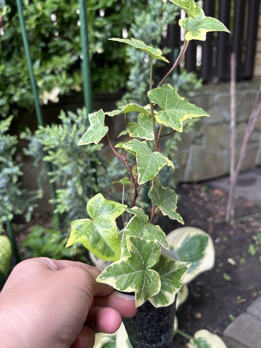 Плющі кімнатні шикардозні