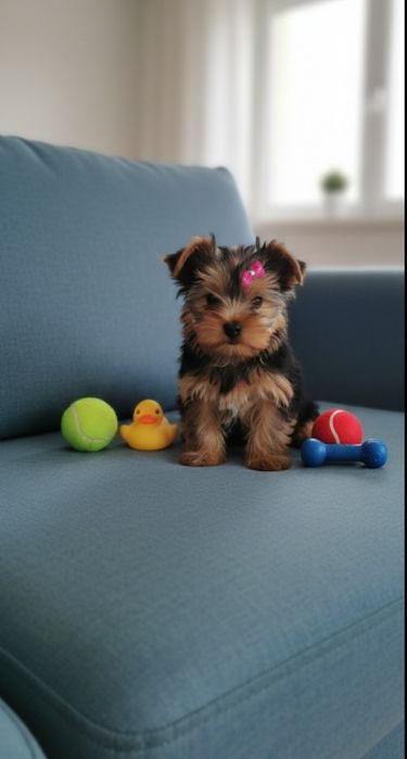 Йоркширський тер'єр