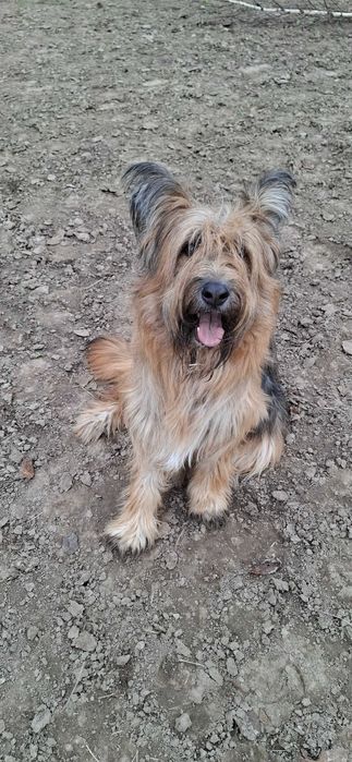 Kochana suczka szuka nowego domu