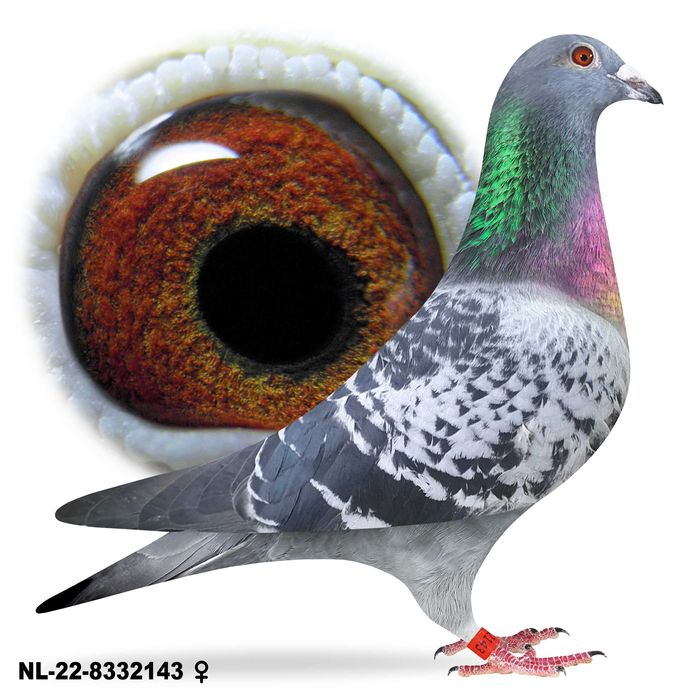 Młode para nr 119  Vandenabeele Super lotniki gołąb gołębie pocztowe