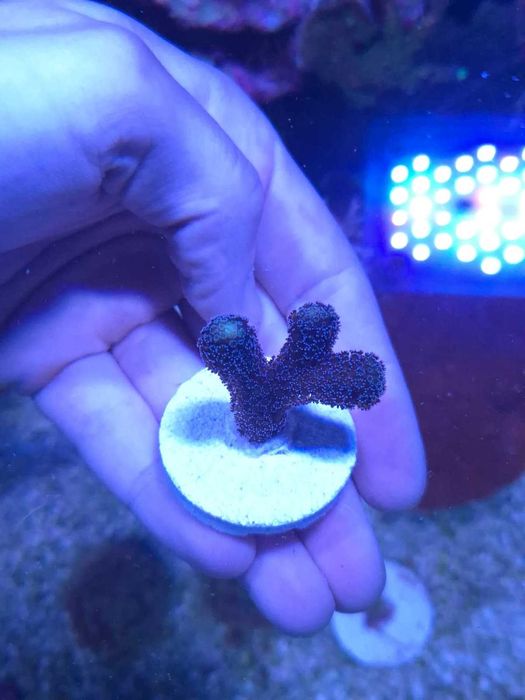 Milka coral fácil sps