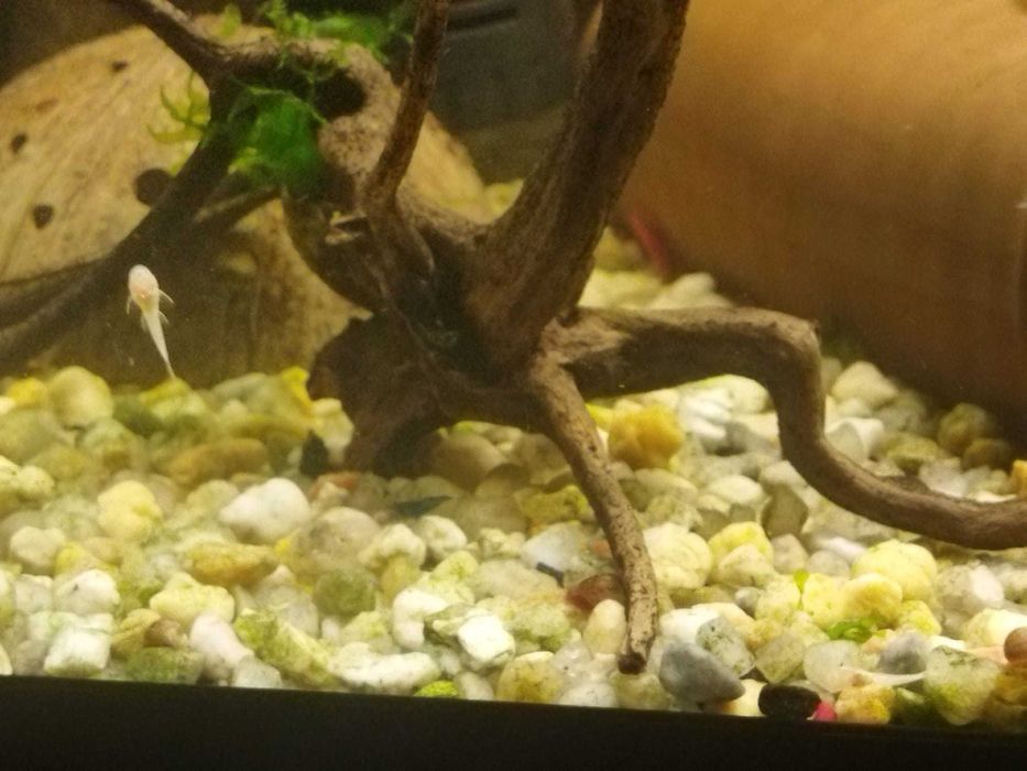 Vende-se peixes ancistrus