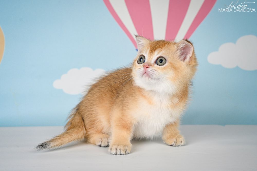 Scottish straight male&female