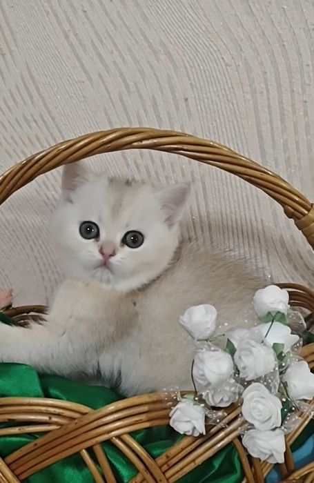 Шикарная девочка серебристая шиншилла