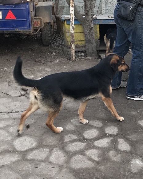 Цуценята шукають дім (від 22.10) - дівчинка