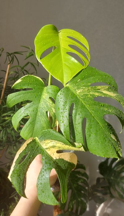 Монстера Yellow Splash variegated (верхівка)