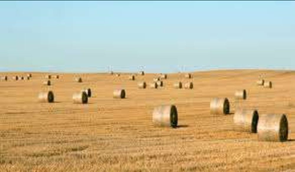 Sloma bele/Zbiór 2025