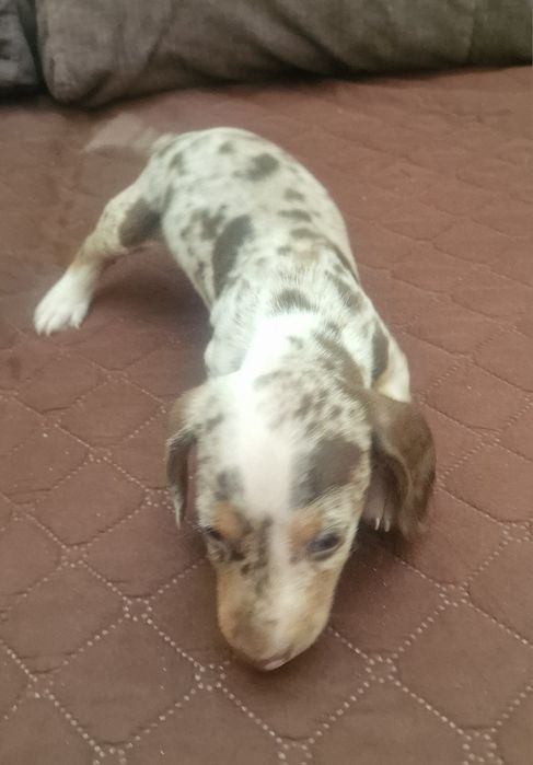 Macho Teckel Miniatura  Piebald