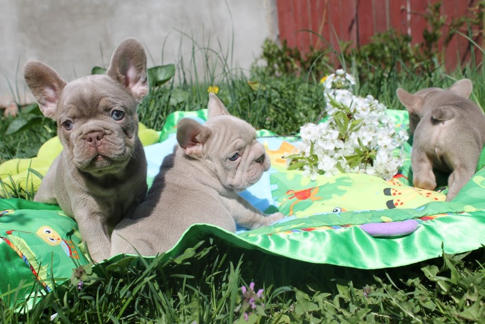 Красунчик чекає маму