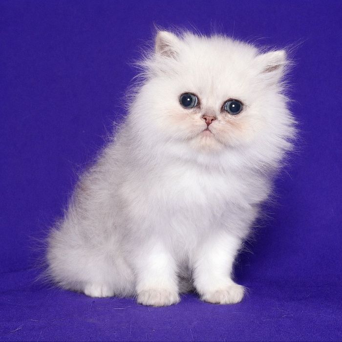 Перс шиншилла серебристая