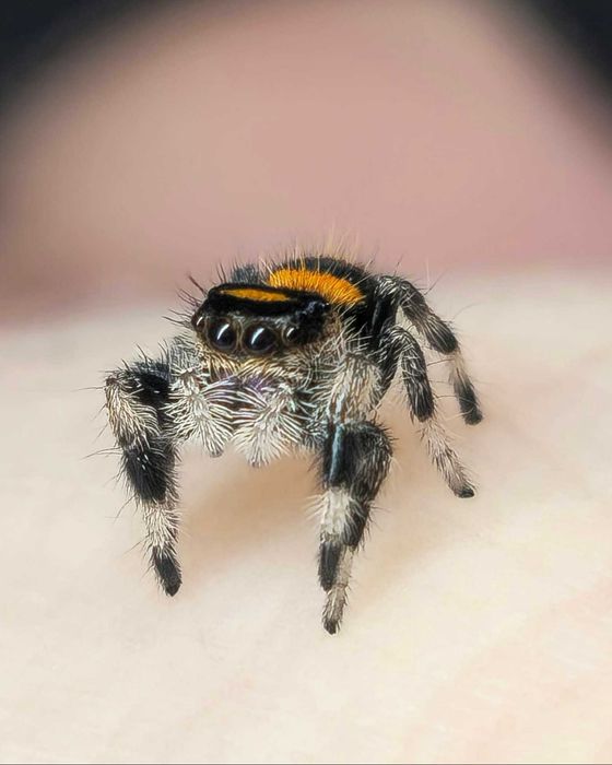 Skakun Phidippus regius Soroa L6 PARKI