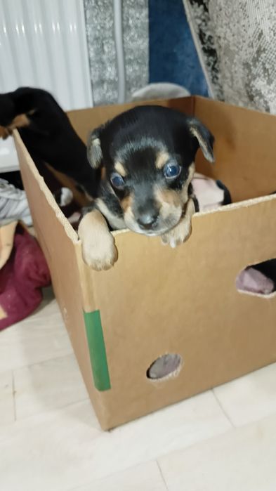 Віддам цуценят міні пінчера.