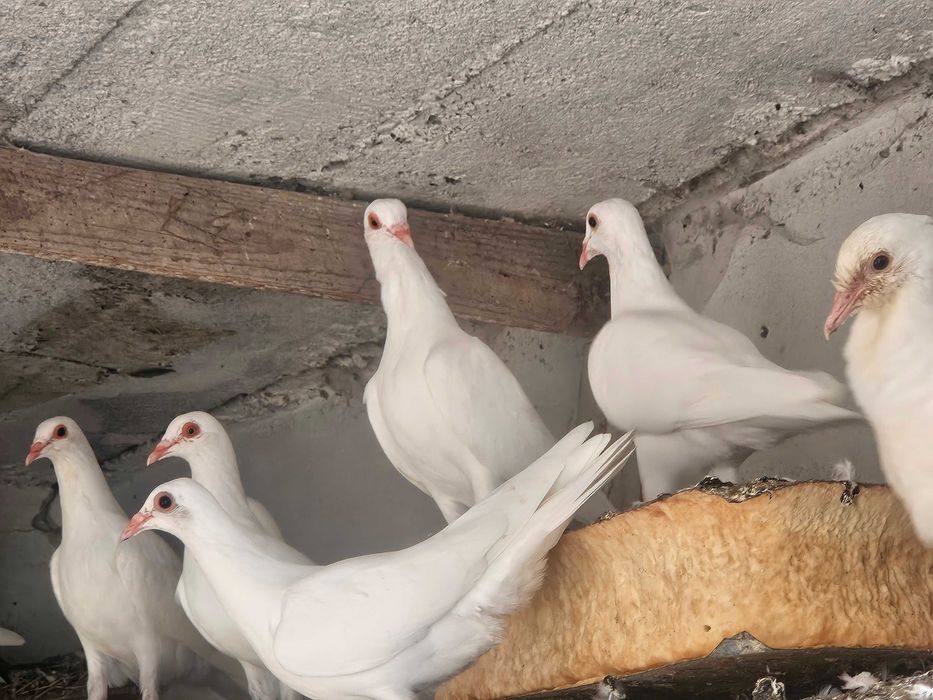 Gołębie na wesele, ślub