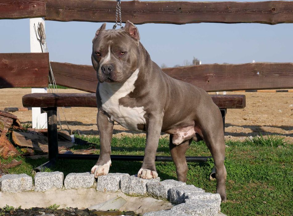 American Staffordshire Terrier ZKwP, Amstaff FCI, mocny piesek WINETOO