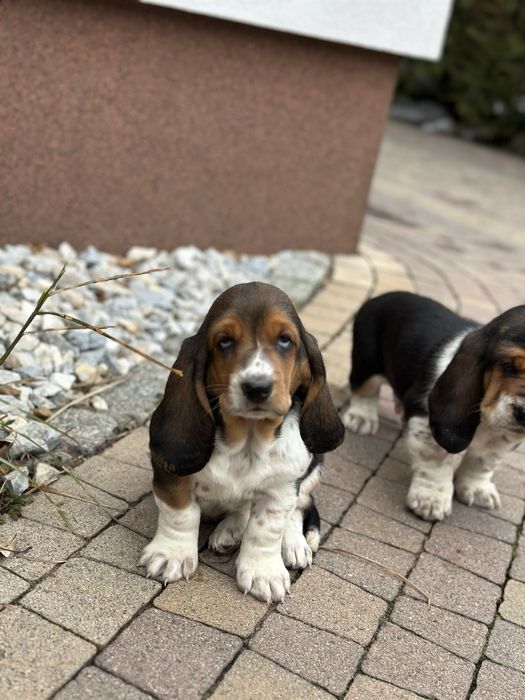Suczka Basset Hound Z Doliny Prosny