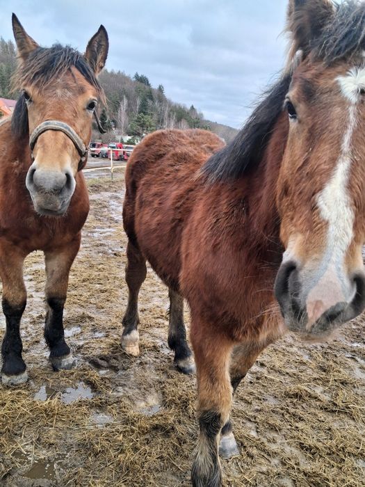 Klacze sztumskie po rodzicach programowych