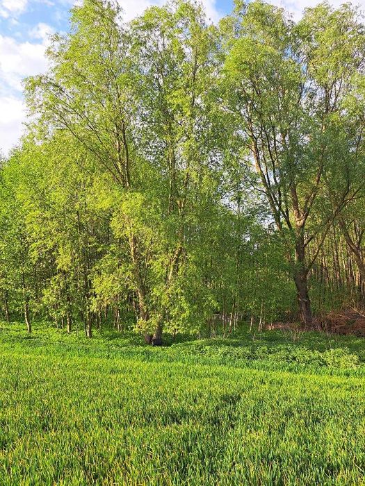 Drewno opałowe - tanio