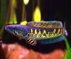 Cetarius - Channa Aurantimaculata