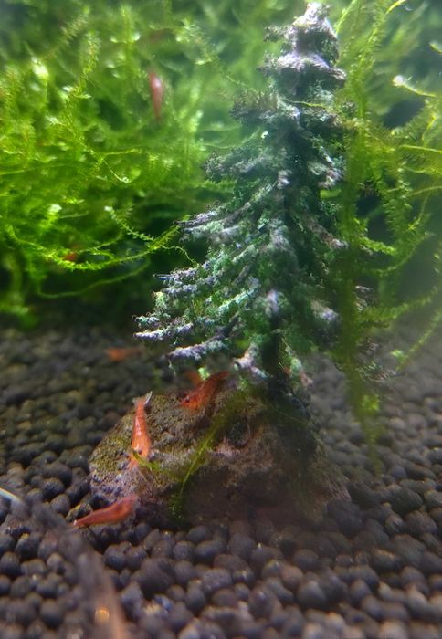 CAMARÃO NEOCARIDINA RED CHERRY