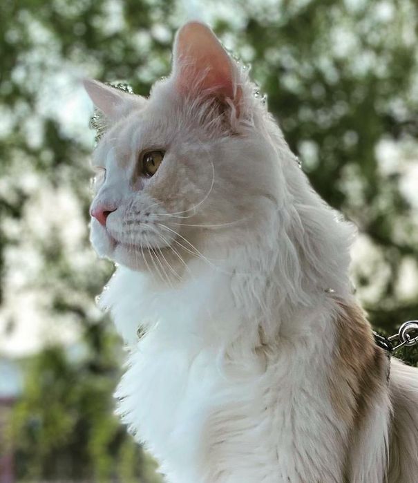 Вязка с мейн-куном