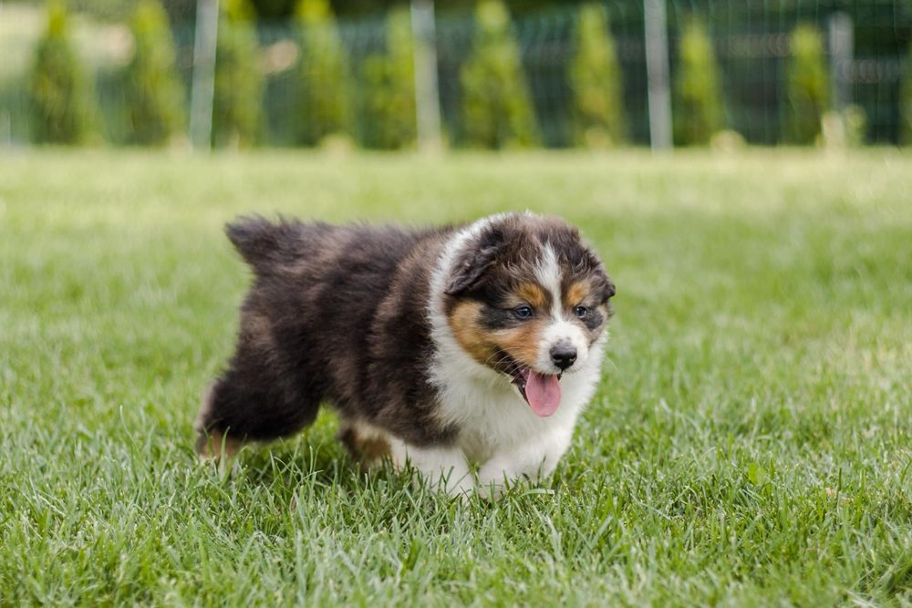 Owczarek australijski suczka nietypow blue Merle