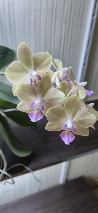 Сортовая орхидея