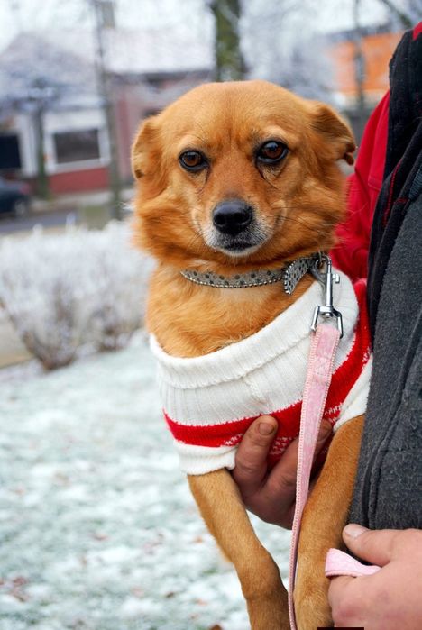 Niepełnosprawna Abby prosi o adopcje