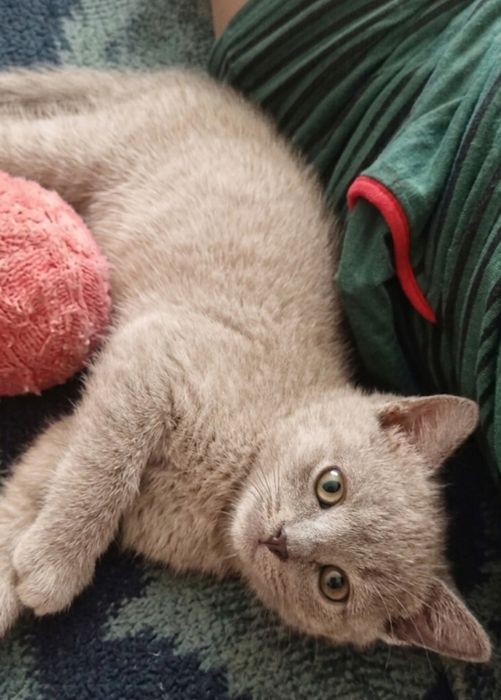 Шотландські кошенята