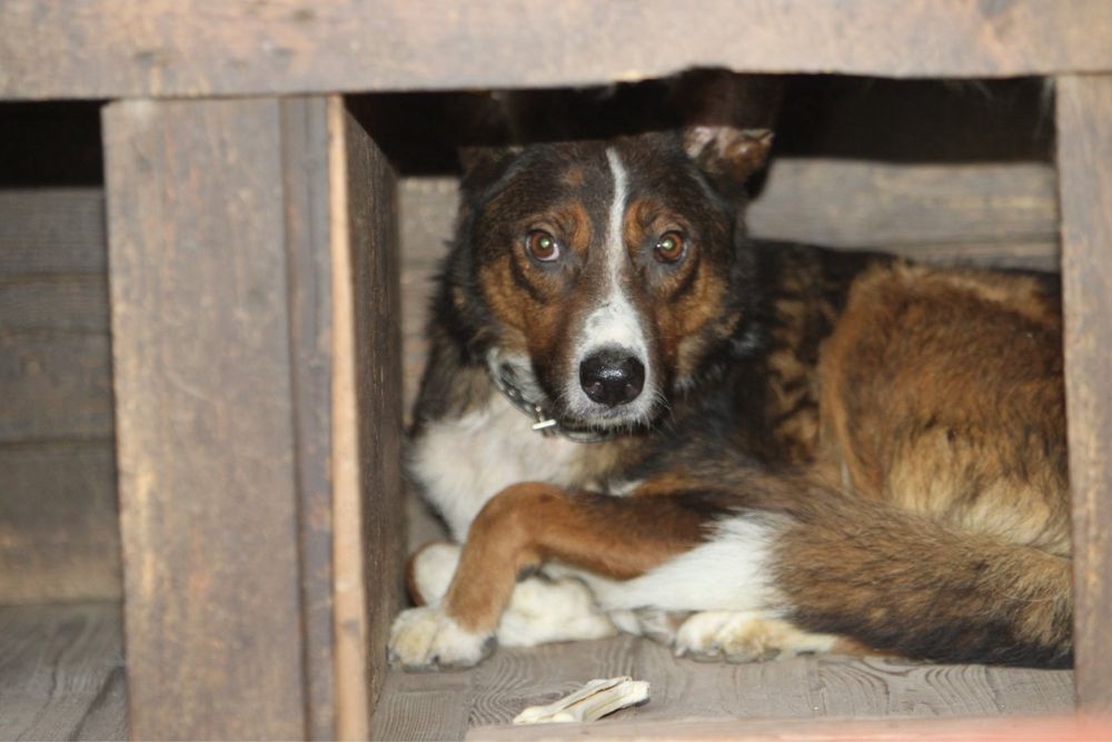 Шукаємо родину для песика!