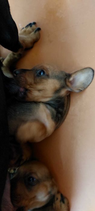 Цуценятка Такси бронь, продаж