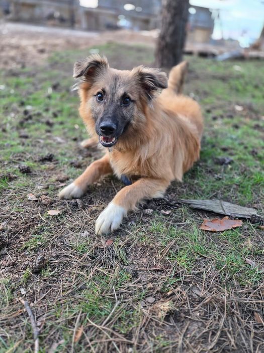 Отдам пса - компаньона, 8 месяцев