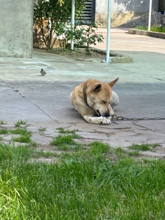 Собака Альфа ищет новый дом