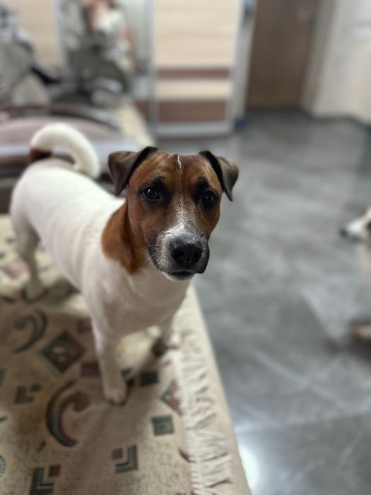 Пропала собака «Мейсон» допоможіть