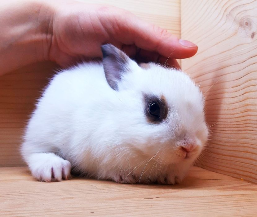 Карликовые миниатюрные декорат.торчеухие и вислоухие кролики и клетки