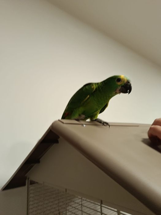 Aves para falcoaria
