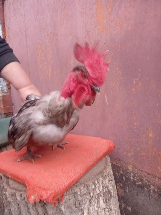 Продам півнів продам