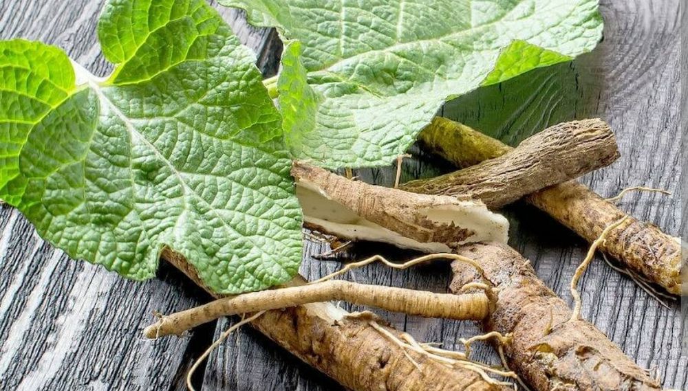 Продам свіжі корні лопуха