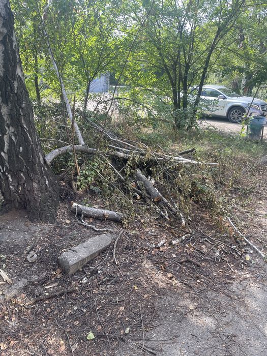 Отдам дрова клена бесплатно