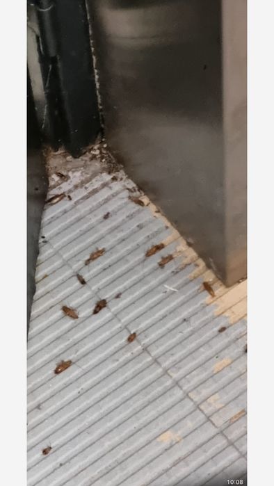 DESINFESTAÇÃO CONTROLO D EPRAGAS PERCEVEJOS BARATAS PULGAS TÉRMITAS