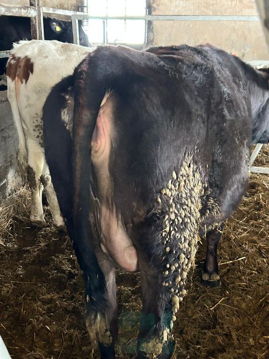 Jałówki wysokocielne