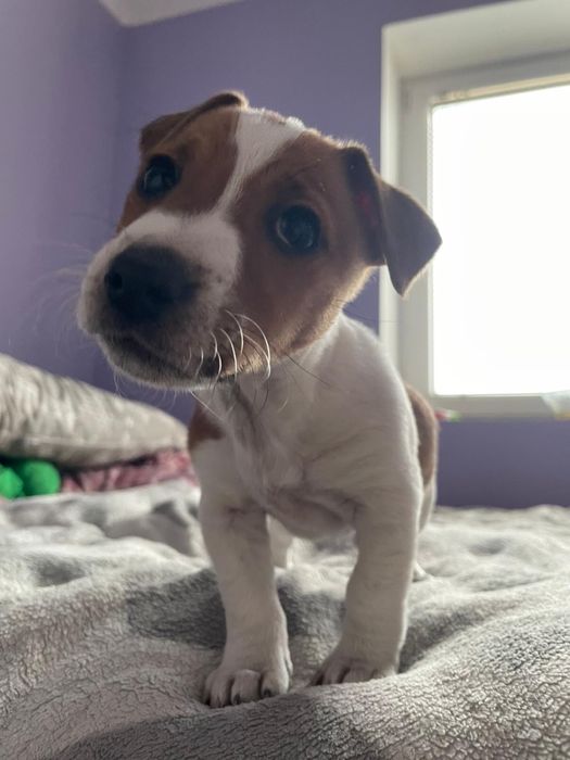 Jack russell terrier szczeniaki
