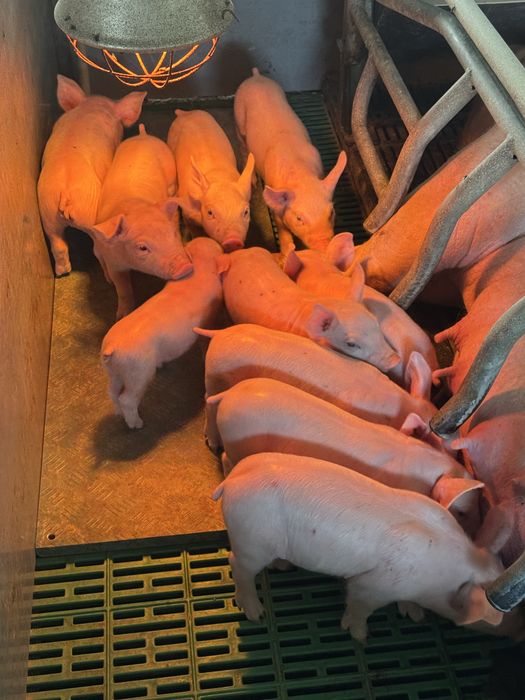 Свиноферма полного цикла