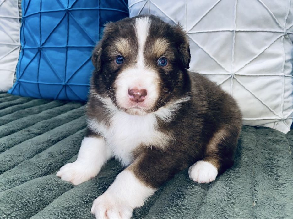 Owczarek australijski - piesek red tri