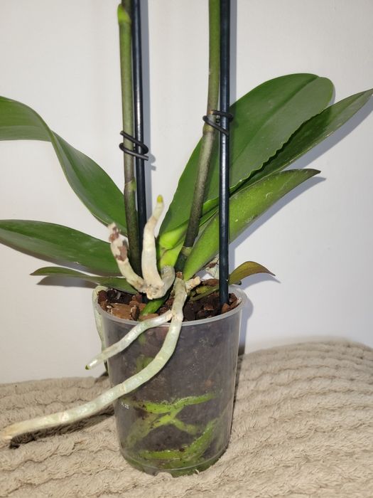 Storczyk Arezzo Phalenopsis