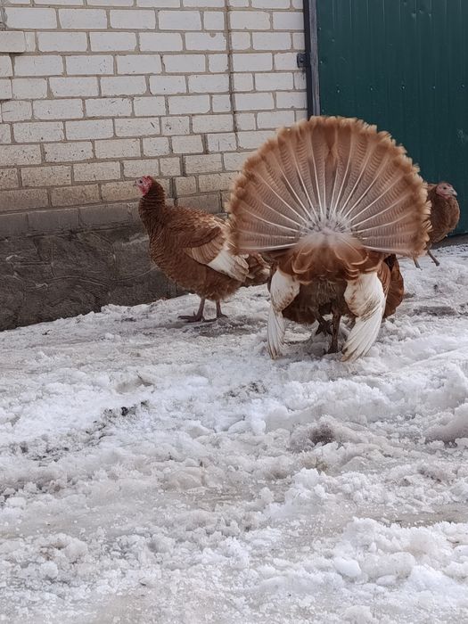 Запис на інкубаційне яйце бурбона .