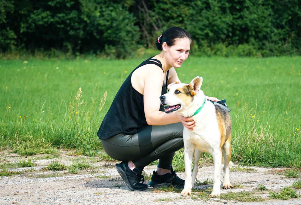 Romuś - piękny, duży pies szuka domu