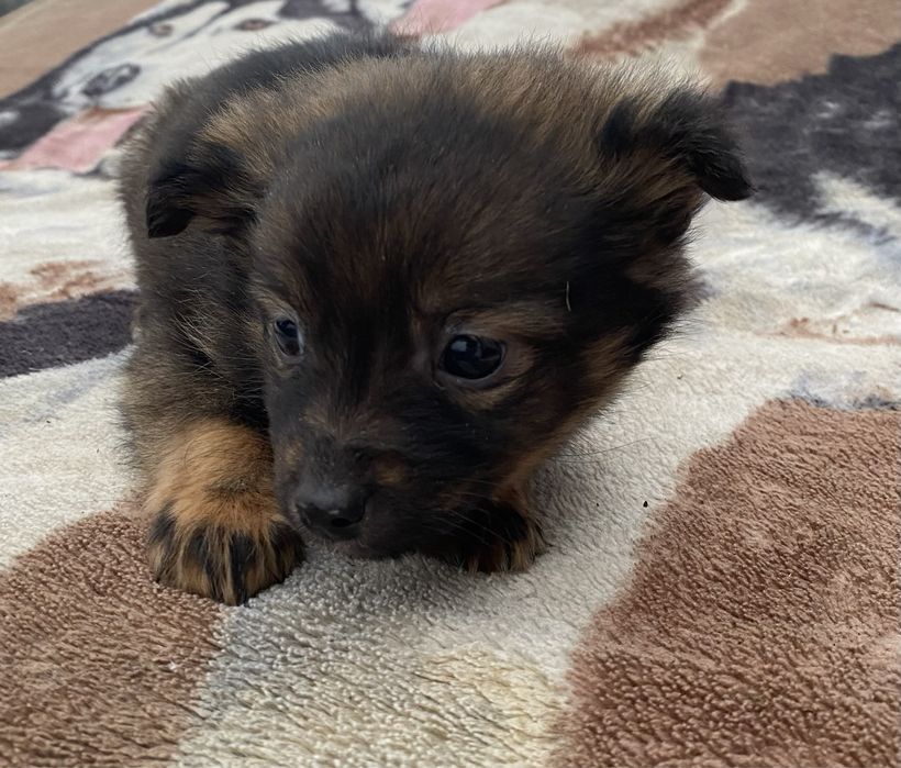 Oddam pieski w dobre rece