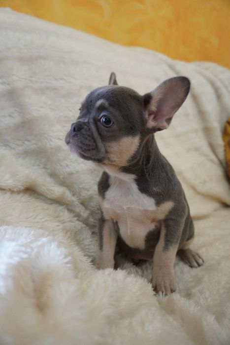 Bulldog francês porte pequeno